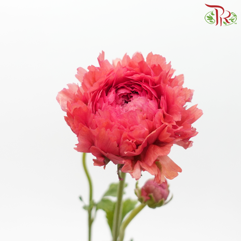 Ranunculus Pon Pon - Fire (Per Bunch) - Pudu Ria Florist