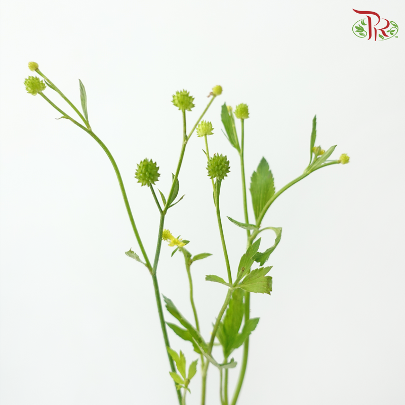 Ranunculus Silerifolius