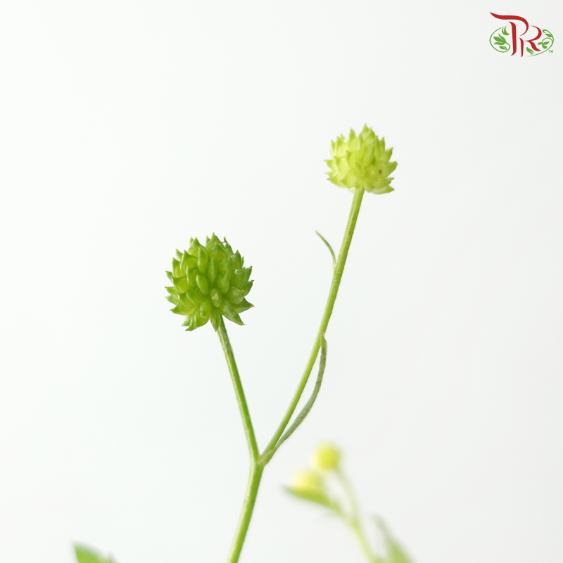 Ranunculus Silerifolius