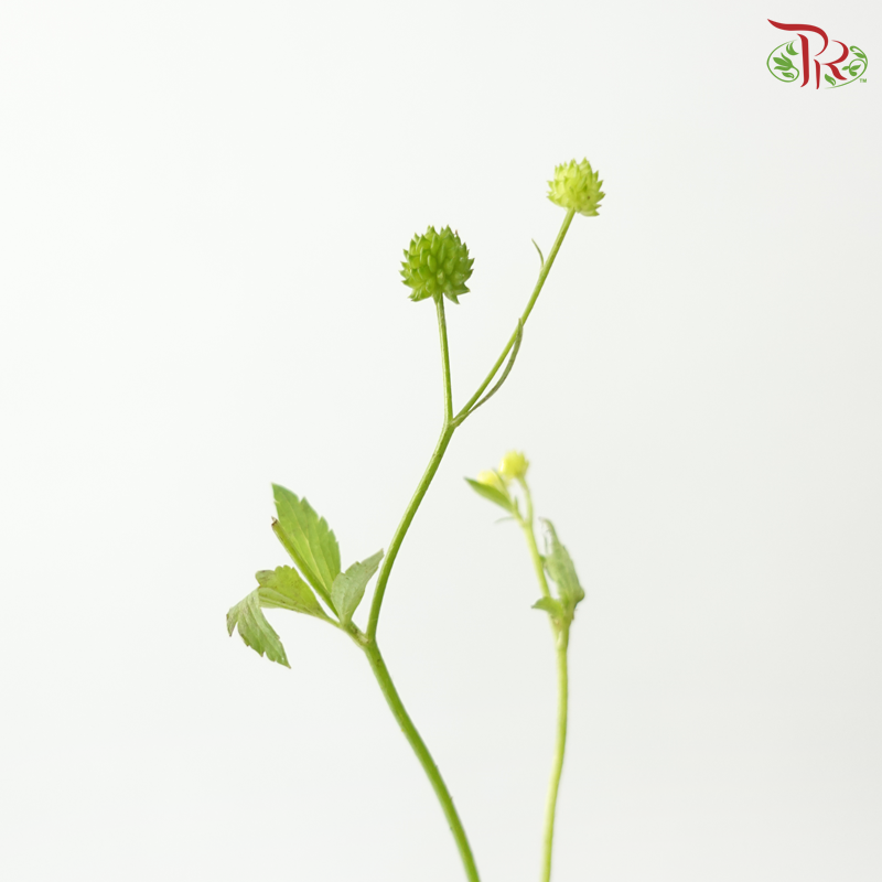 Ranunculus Silerifolius