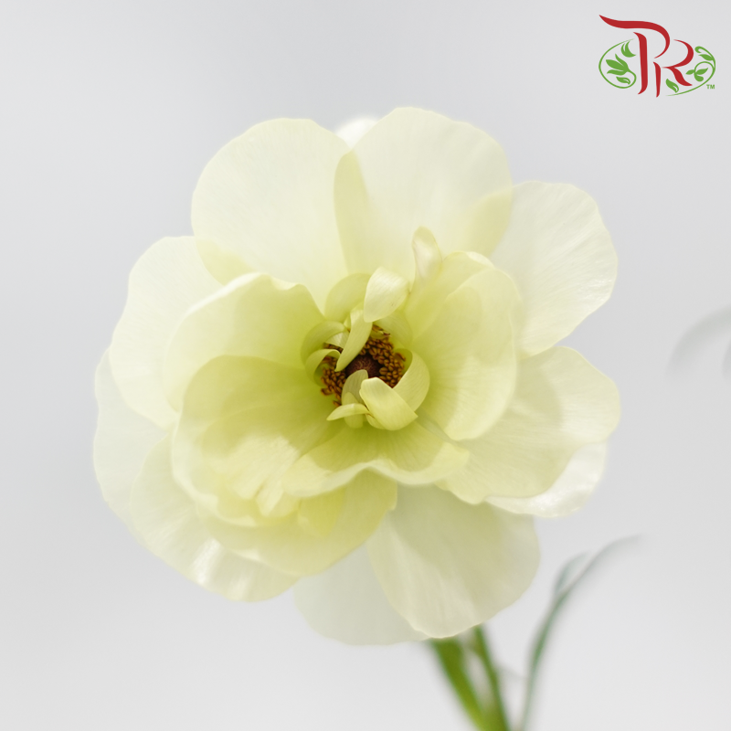 Ranunculus Butterfly