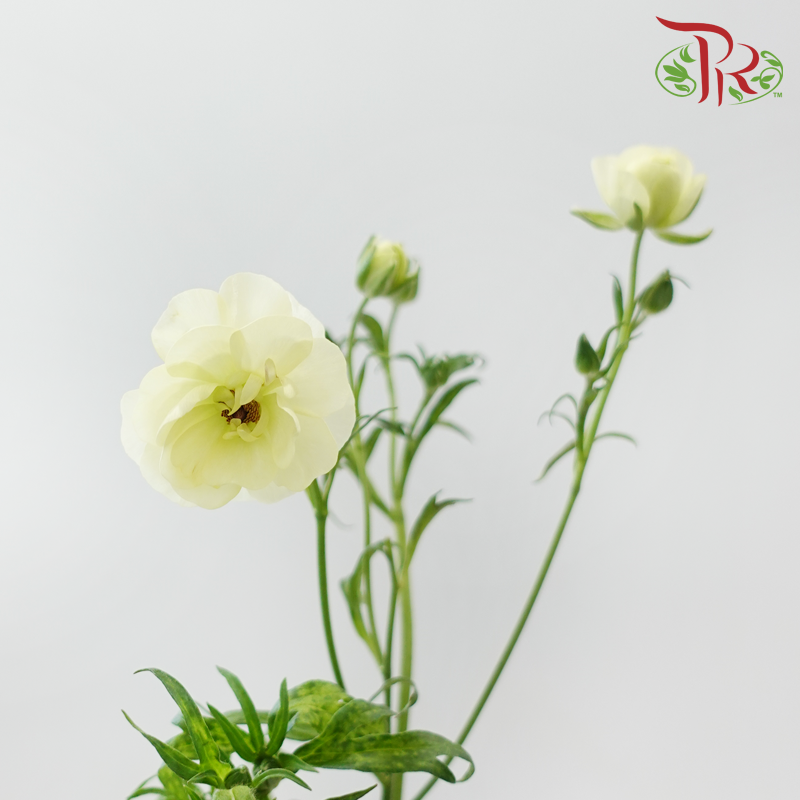 Ranunculus Butterfly 《蝴蝶小牡丹》