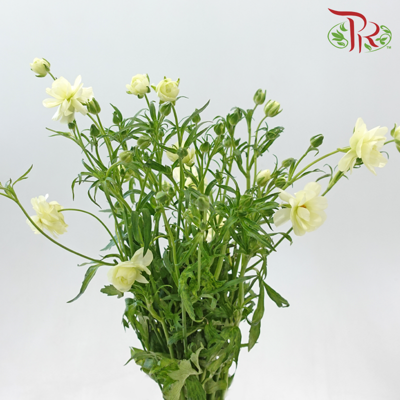 Ranunculus Butterfly 《蝴蝶小牡丹》