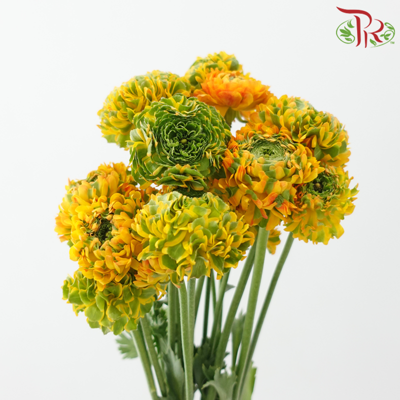 Ranunculus Pon Pon