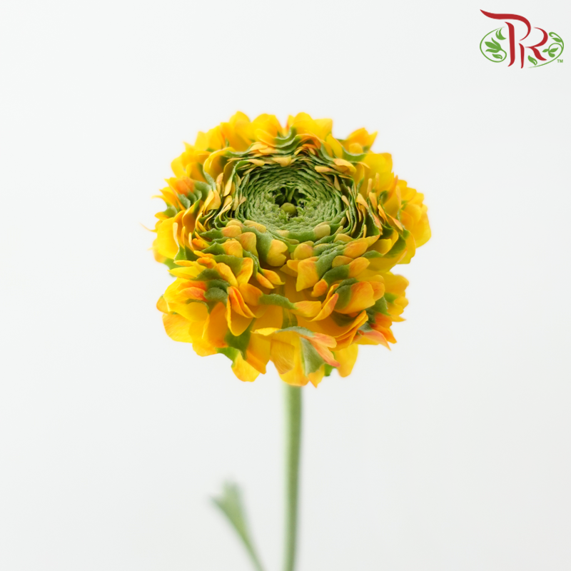 Ranunculus Pon Pon