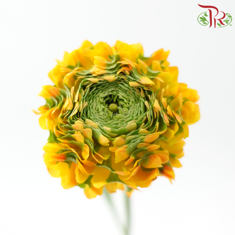 Ranunculus Pon Pon