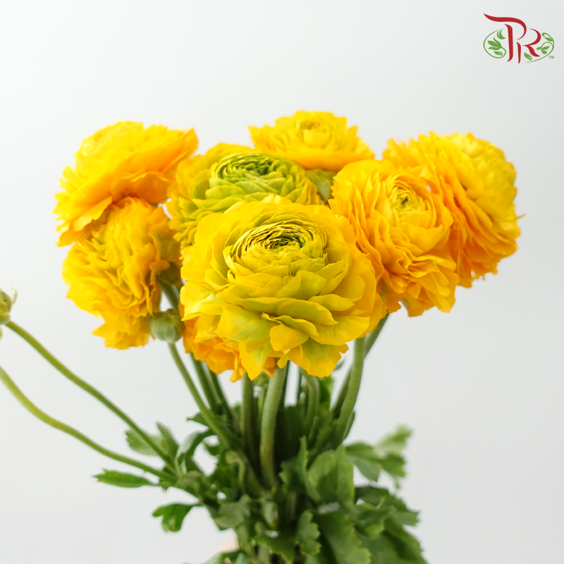 Ranunculus Pon Pon