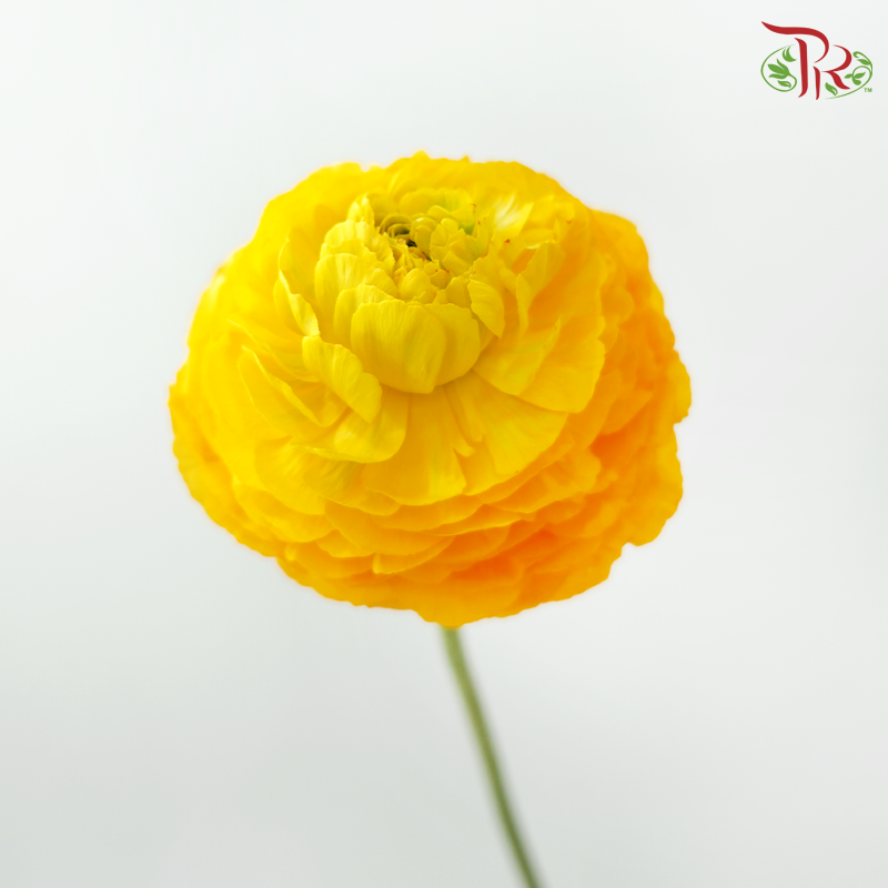 Ranunculus Pon Pon