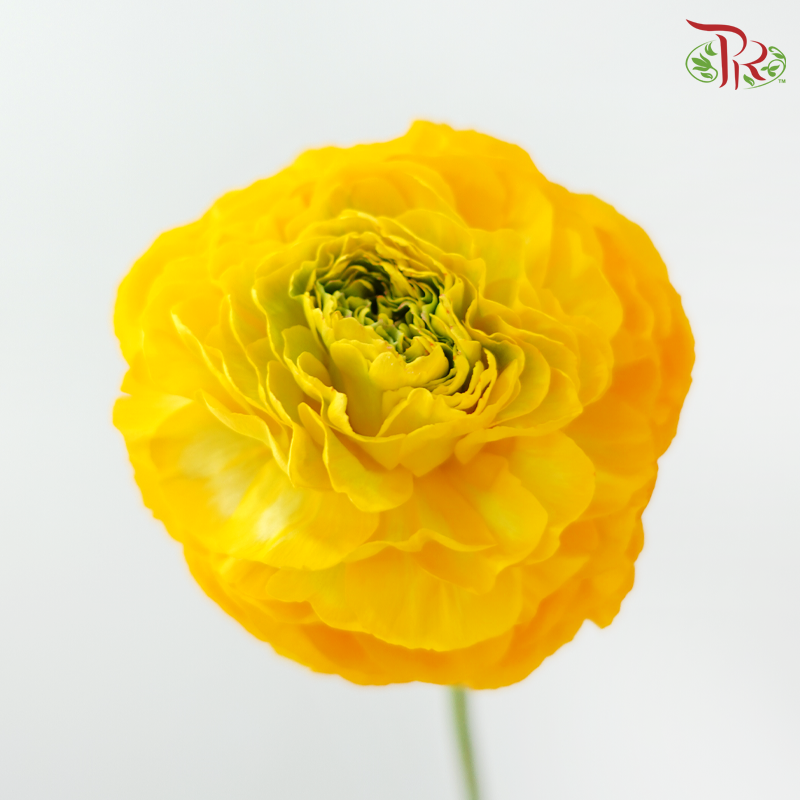 Ranunculus Pon Pon