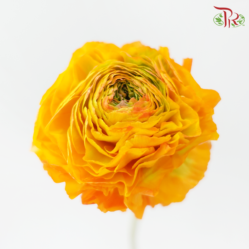 Ranunculus Pon Pon