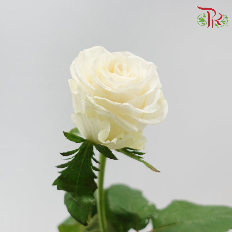 Rose Lovely Porcelain (No Net)