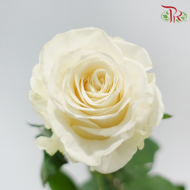 Rose Lovely Porcelain (No Net)