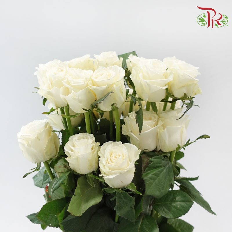 Rose Lovely Porcelain (No Net)