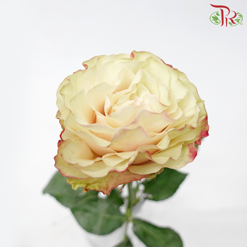 Star (50cm) - Country Candy (15 Stems) - Pudu Ria Florist