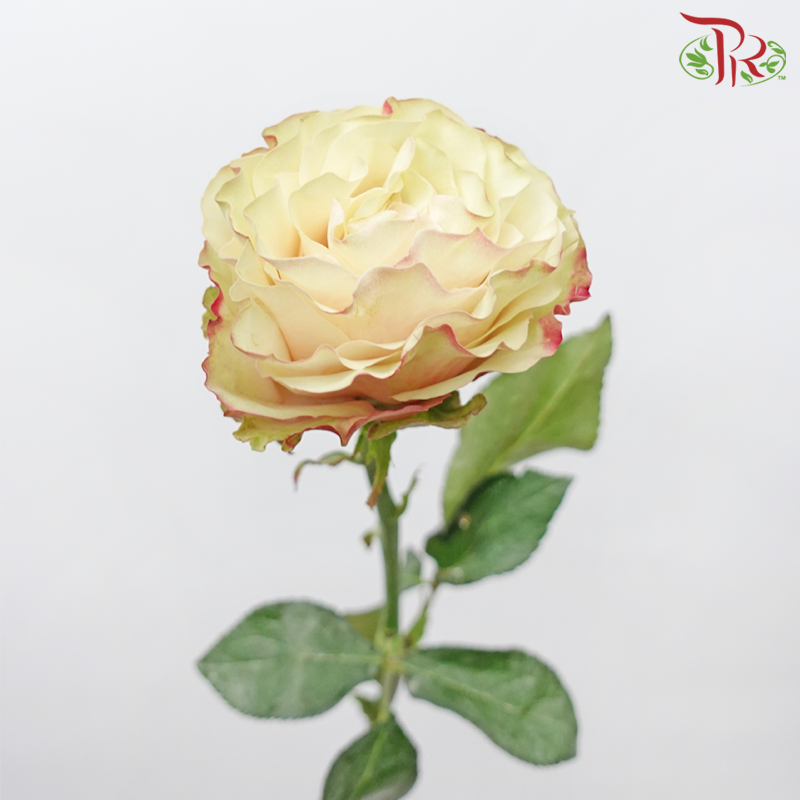 Star (50cm) - Country Candy (15 Stems) - Pudu Ria Florist