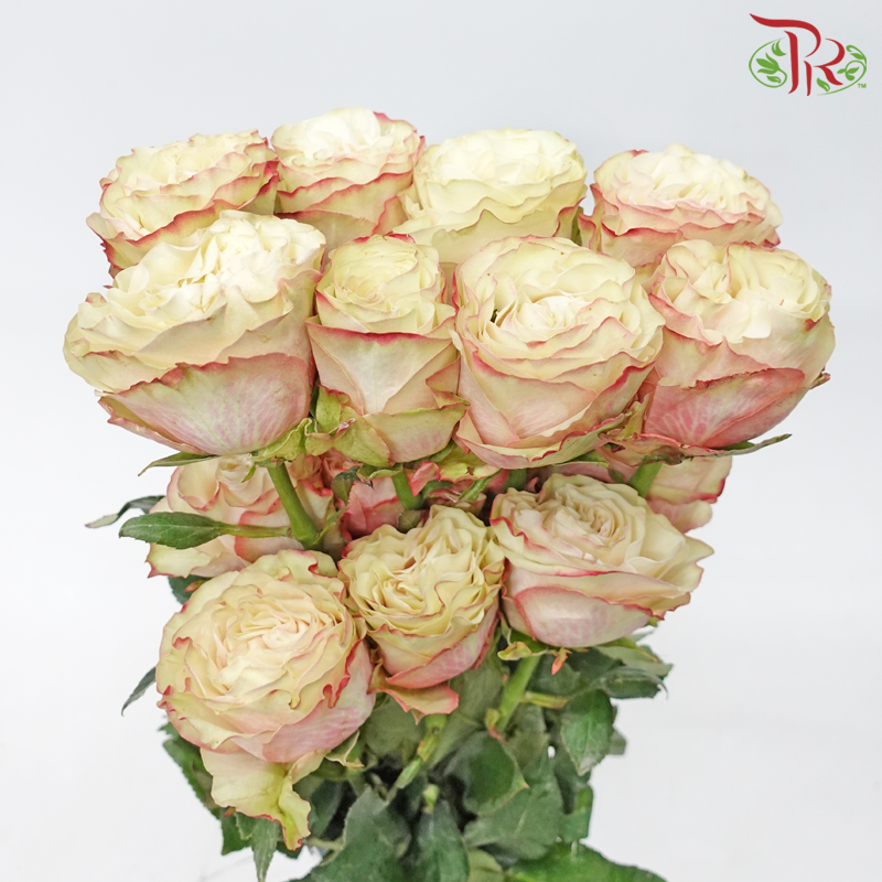 Star (50cm) - Country Candy (15 Stems) - Pudu Ria Florist