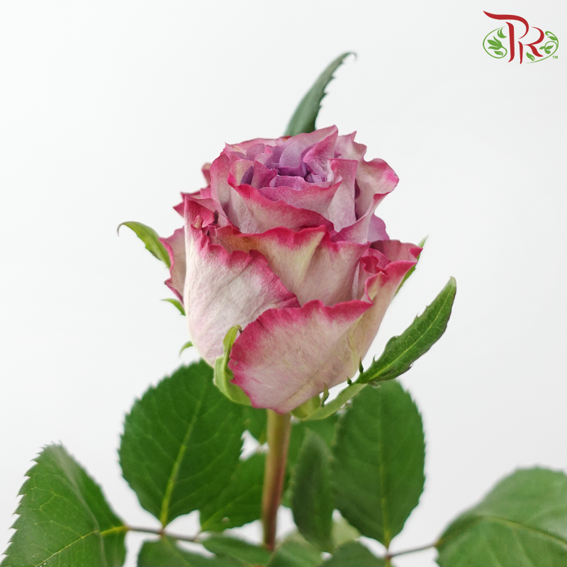 Rose 《玫瑰》(No Net)