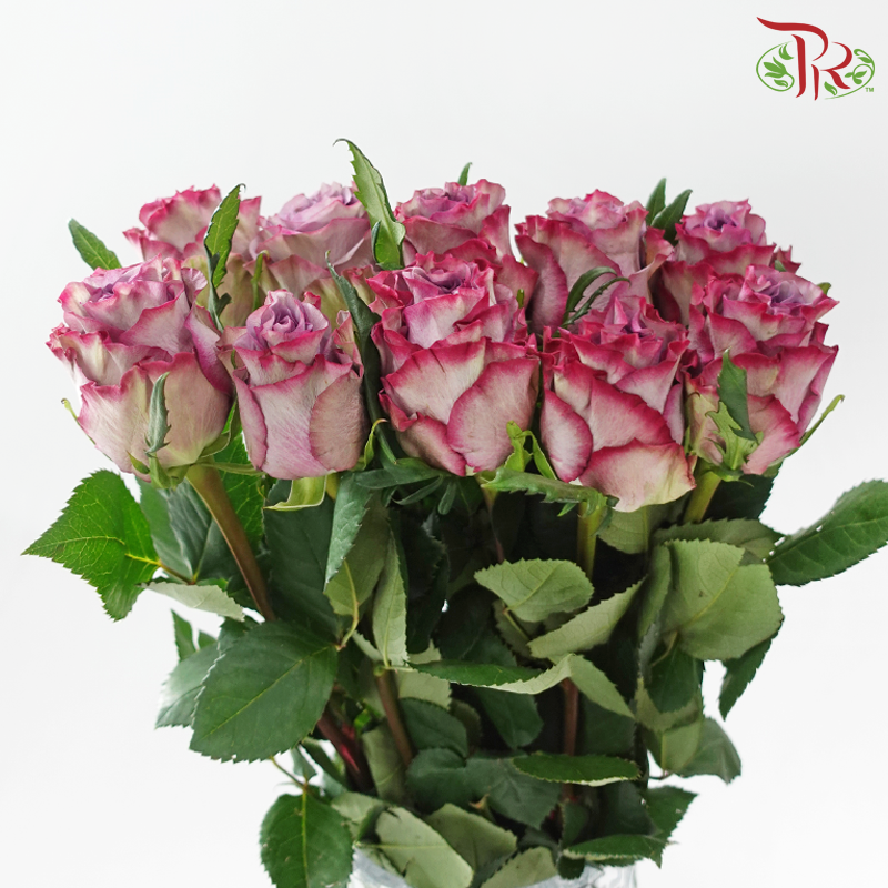 Rose 《玫瑰》(No Net)