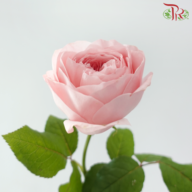 Rose Juliet 《朱丽叶玫瑰》