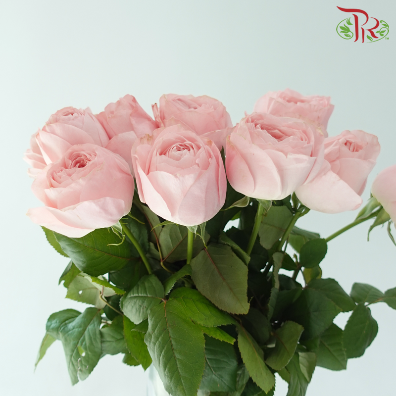 Rose Juliet 《朱丽叶玫瑰》