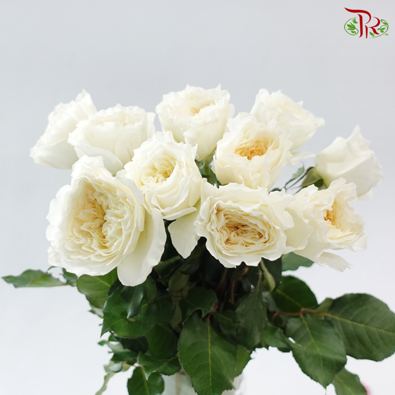 Garden Rose David Austin