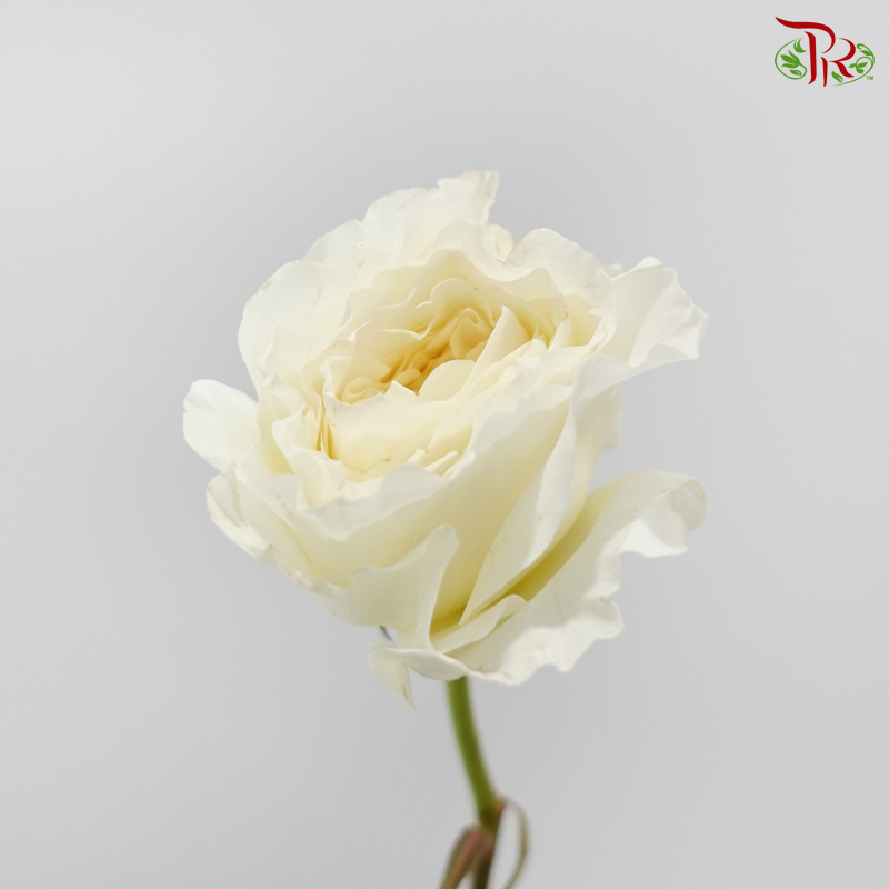 Garden Rose David Austin