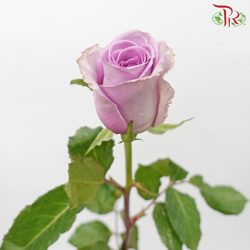 Rose (50cm) - Indigo Lilac (10 Stems) - Pudu Ria Florist