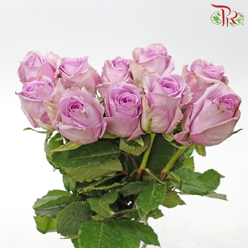 Rose (50cm) - Indigo Lilac (10 Stems) - Pudu Ria Florist