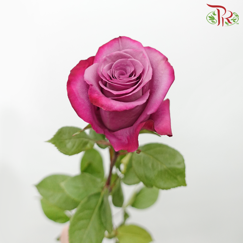 Star (60cm) - Violet Hill (15 Stems) - Pudu Ria Florist