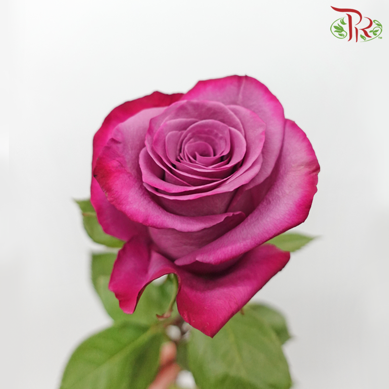 Star (60cm) - Violet Hill (15 Stems) - Pudu Ria Florist