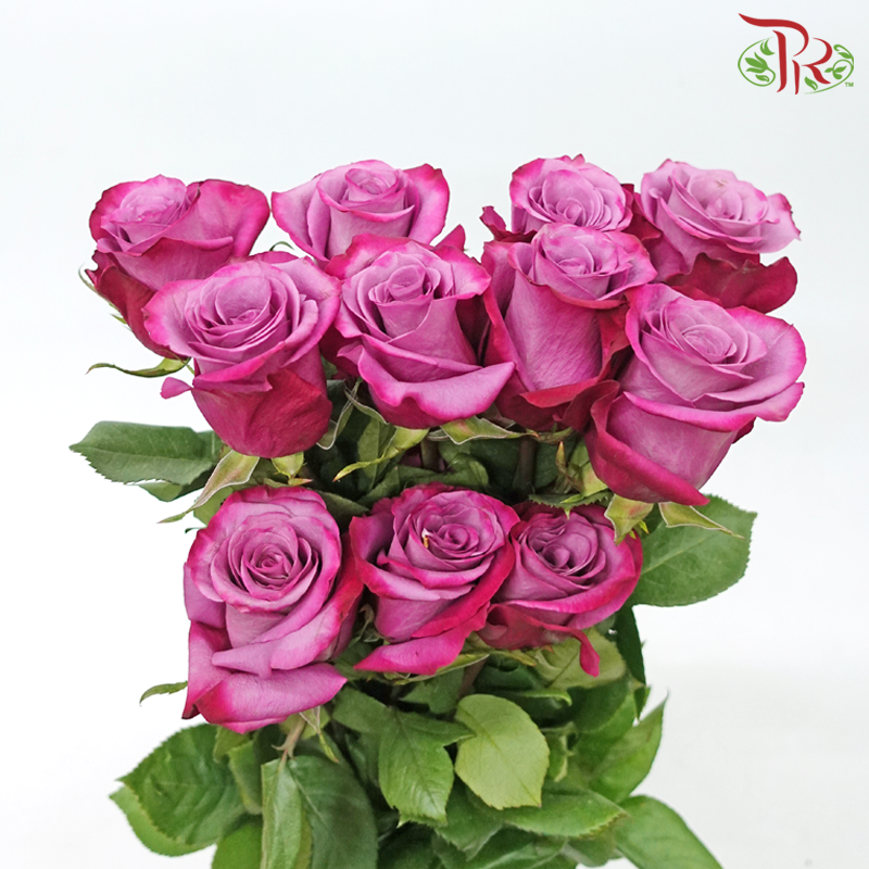 Star (60cm) - Violet Hill (15 Stems) - Pudu Ria Florist