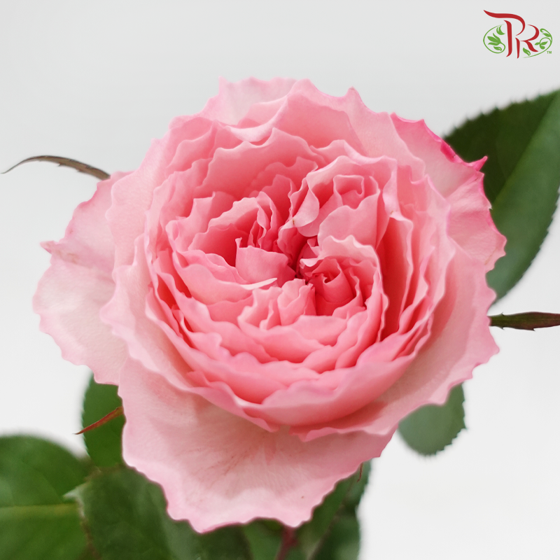 Rose 《玫瑰》(No Net)