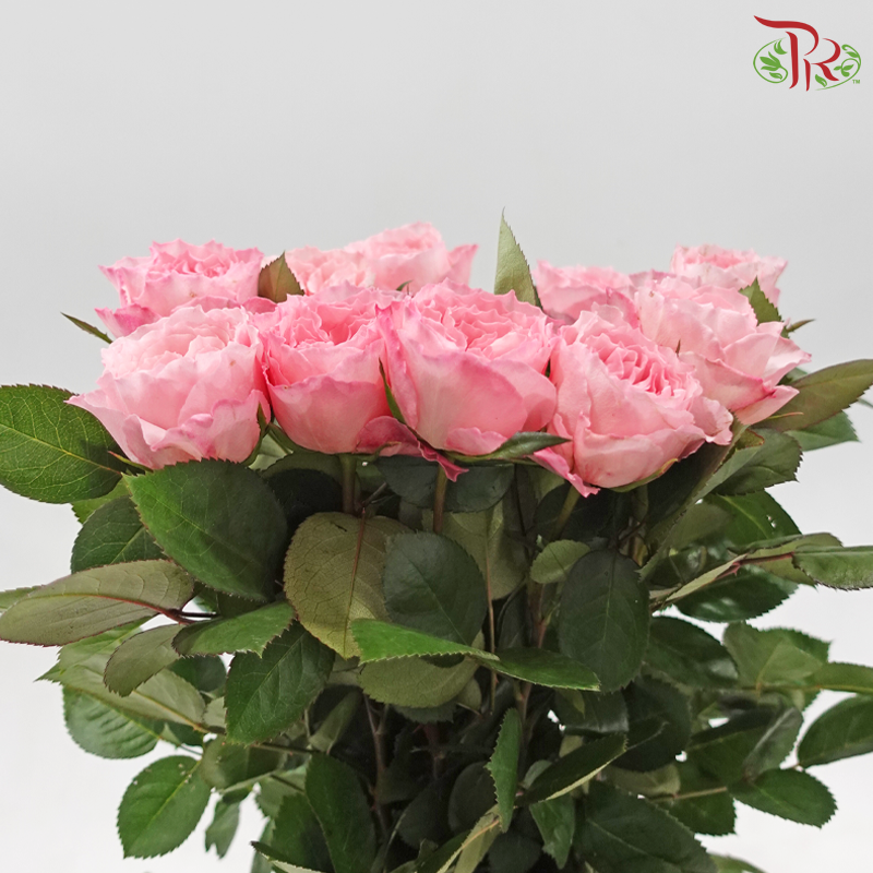 Rose 《玫瑰》(No Net)