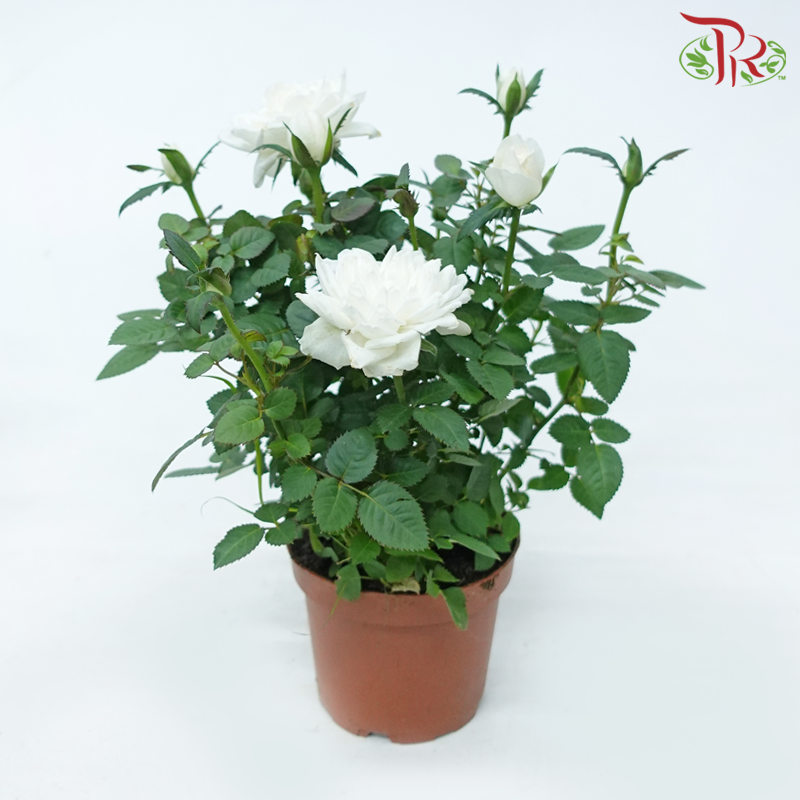 Danish Rose 105P《丹麦玫瑰》(Random Pick)