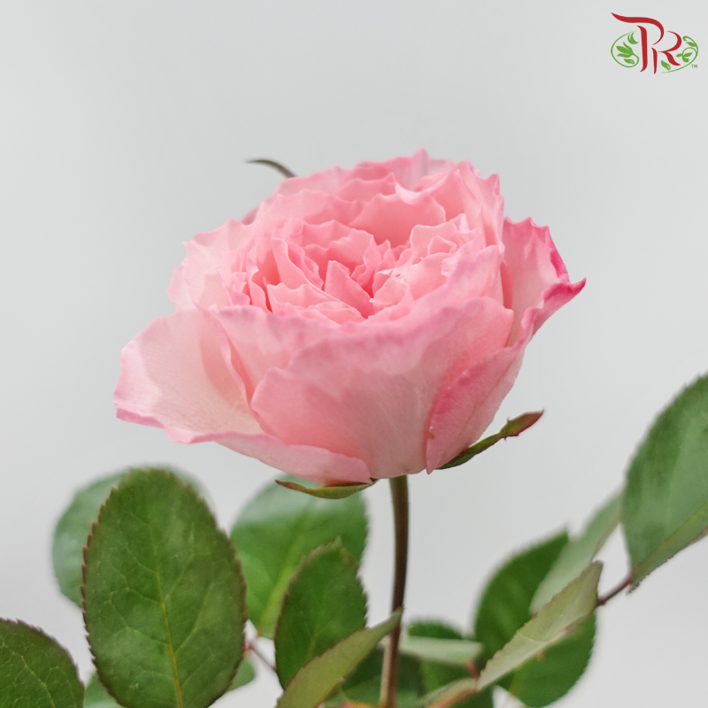 Rose 《玫瑰》(No Net)