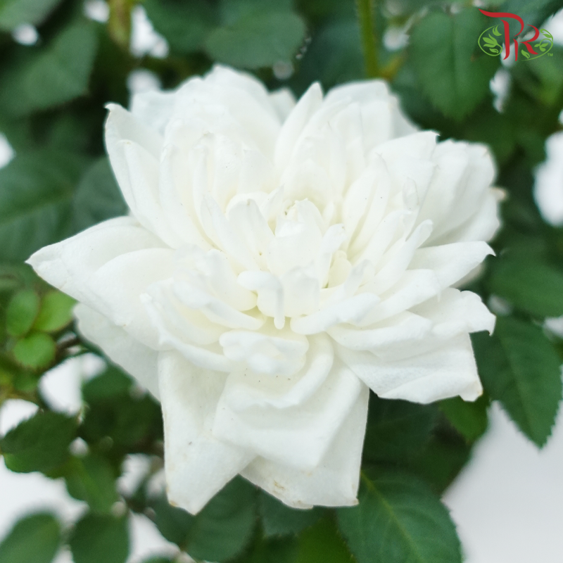 Danish Rose 105P《丹麦玫瑰》(Random Pick)