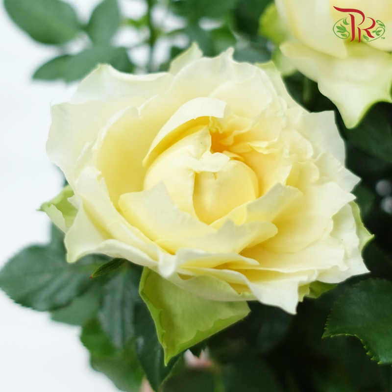 Danish Rose 105P《丹麦玫瑰》(Random Pick)
