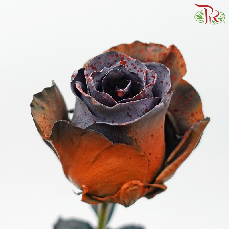 Ceres Rose - Halloween (10 Stems) - Pudu Ria Florist