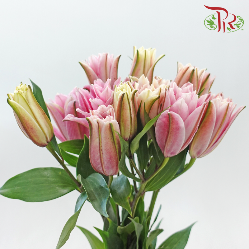 Rose Lily 3+ 《重瓣百合》