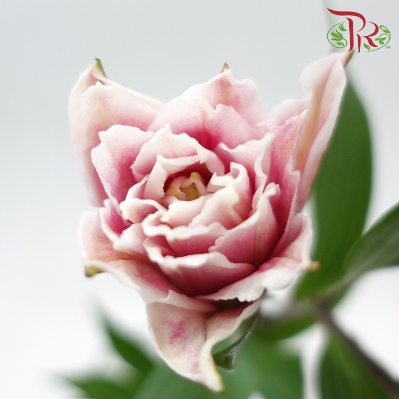 Rose Lily 3+ 《重瓣百合》