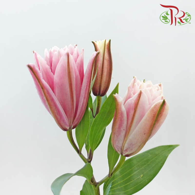 Rose Lily 3+ 《重瓣百合》