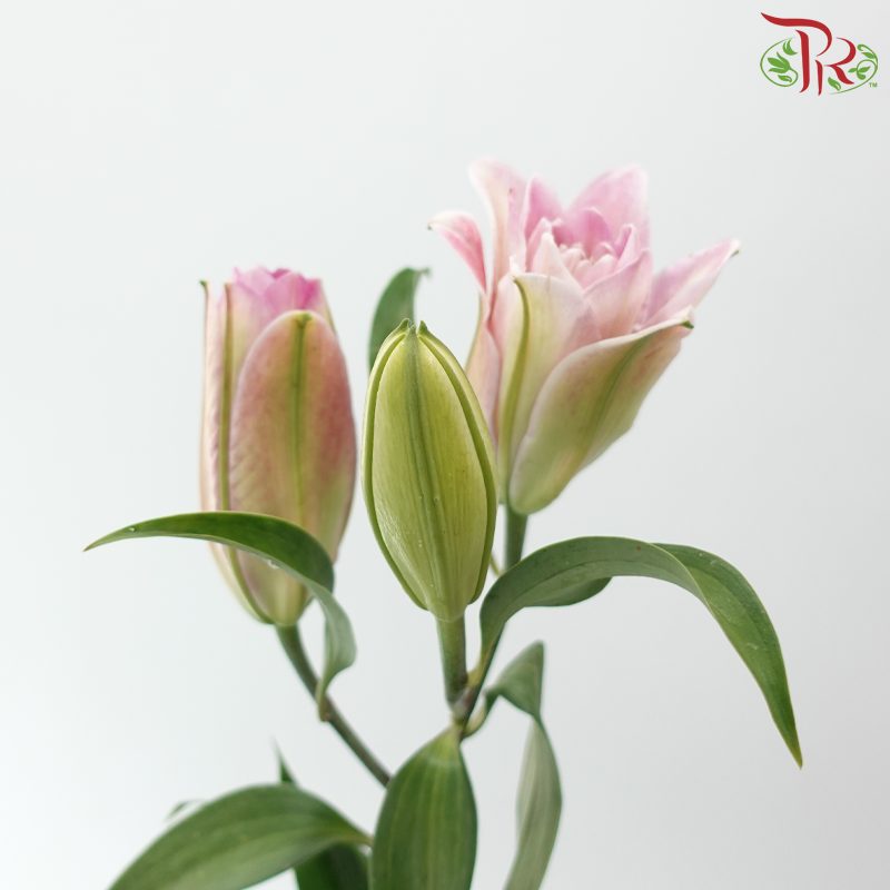 Rose Lily 3+ 《重瓣百合》