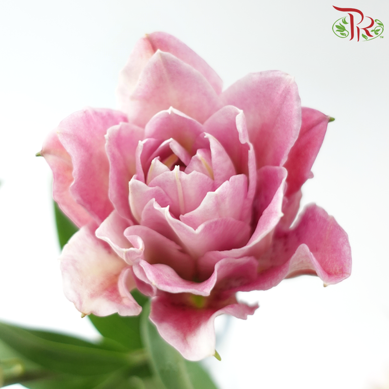 Rose Lily 3+ 《重瓣百合》