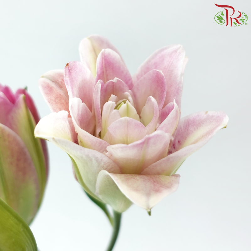 Rose Lily 3+ 《重瓣百合》