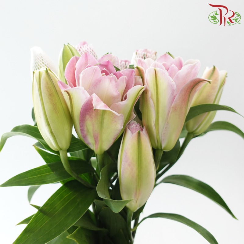 Rose Lily 3+ 《重瓣百合》