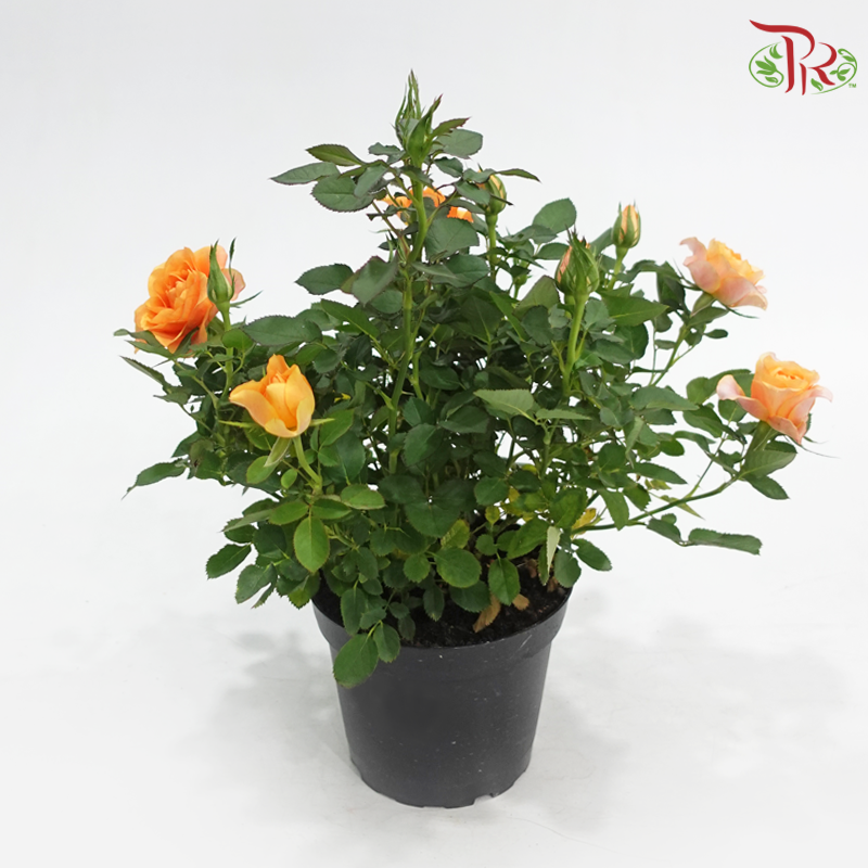 Danish Rose 150P《丹麦玫瑰》(Random Pick)