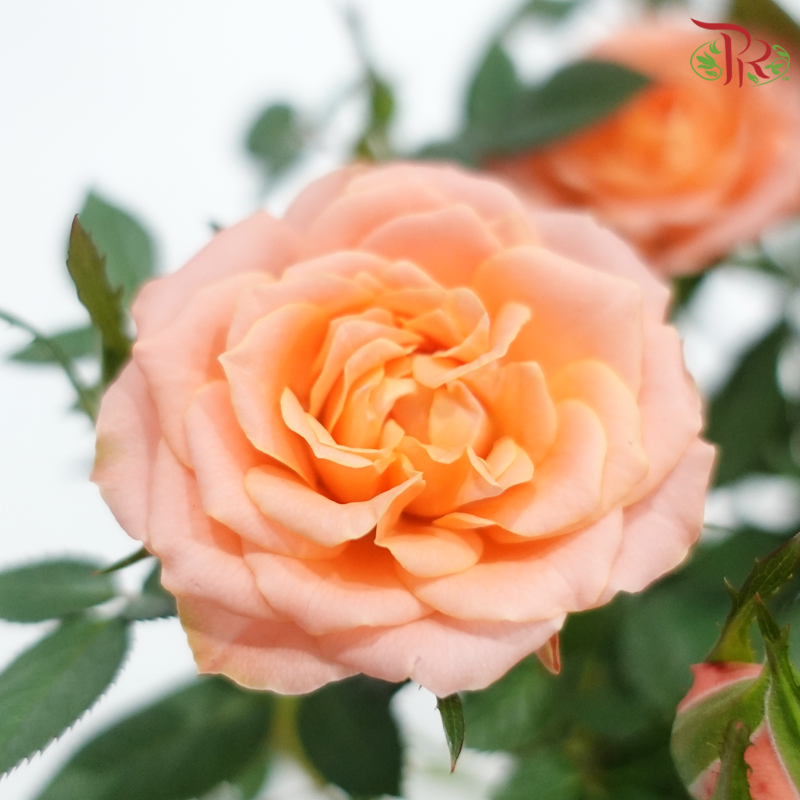 Danish Rose 150P《丹麦玫瑰》(Random Pick)