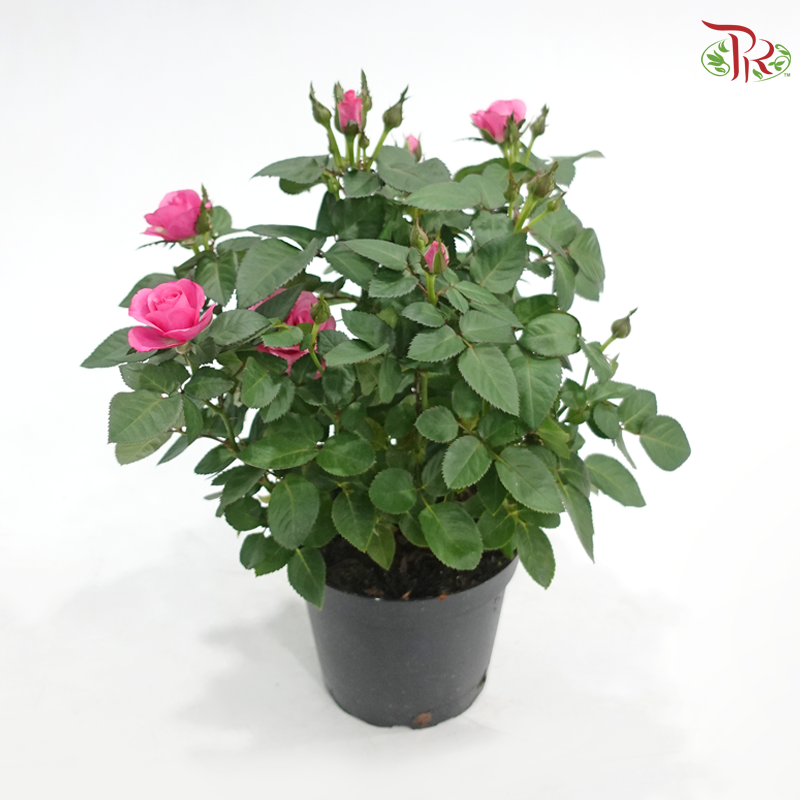 Danish Rose 150P《丹麦玫瑰》(Random Pick)