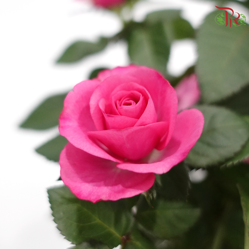Danish Rose 150P《丹麦玫瑰》(Random Pick)