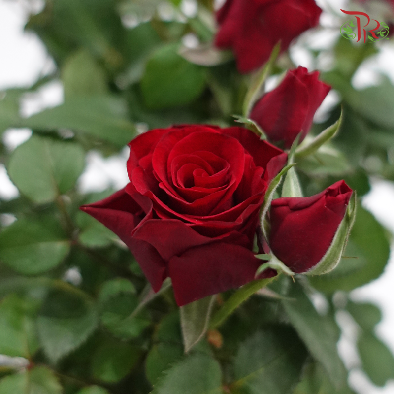 Danish Rose 150P《丹麦玫瑰》(Random Pick)